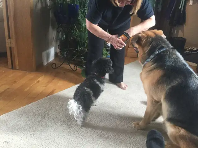 Experience, pet sitter - Photo 2
