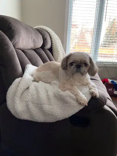 Experience, pet sitter - Photo 4