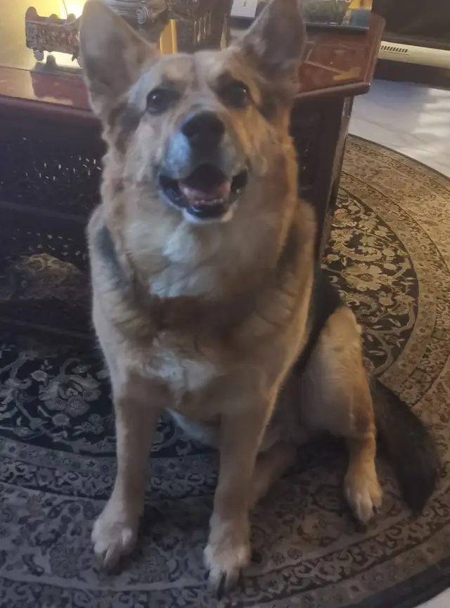 Experience, pet sitter - Photo 5