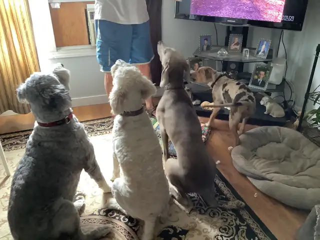 Experience, pet sitter - Photo 6
