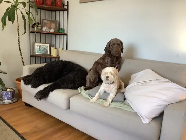 Experience, pet sitter - Photo 8