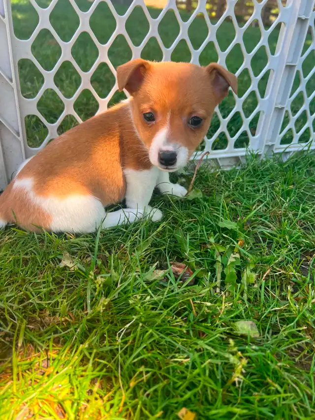 Shorty Jack Russell puppies