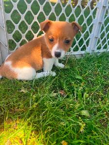 Shorty Jack Russell puppies