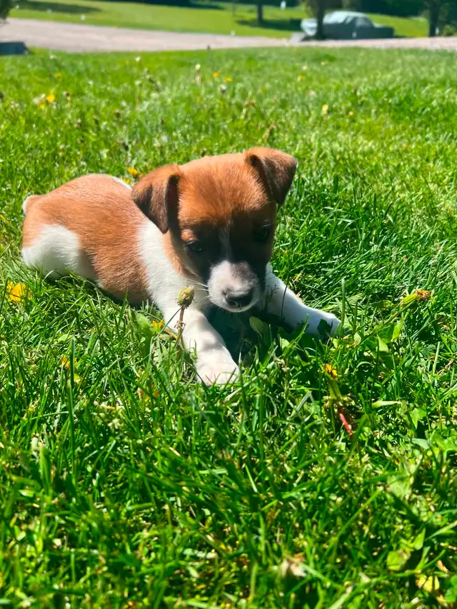 Shorty Jack Russell puppies - Photo 2