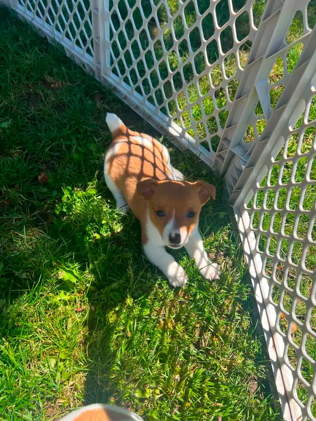 Shorty Jack Russell puppies - Photo 3