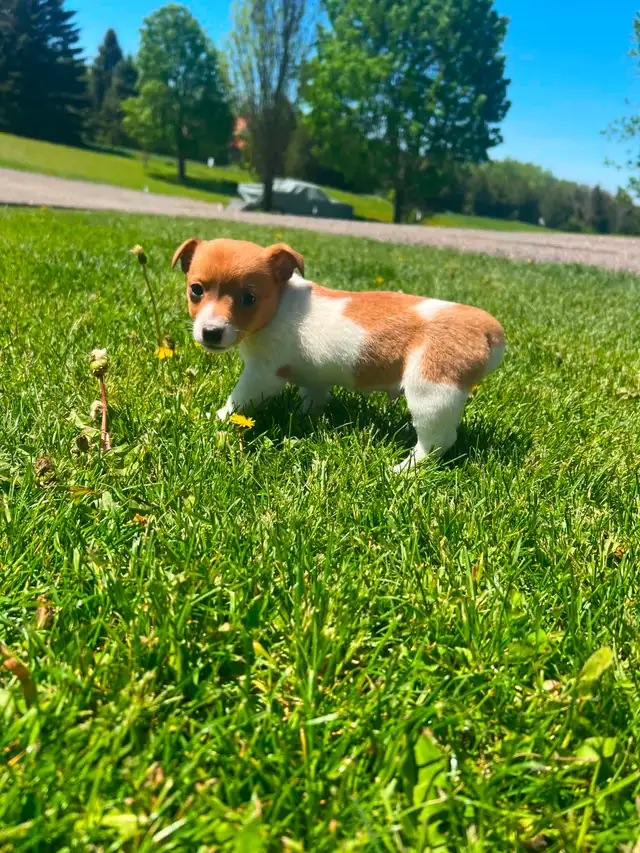 Shorty Jack Russell puppies - Photo 4