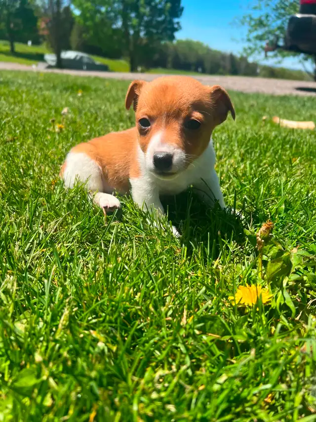 Shorty Jack Russell puppies - Photo 5