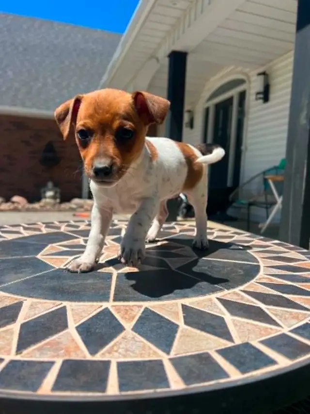 Shorty Jack Russell puppies - Photo 6