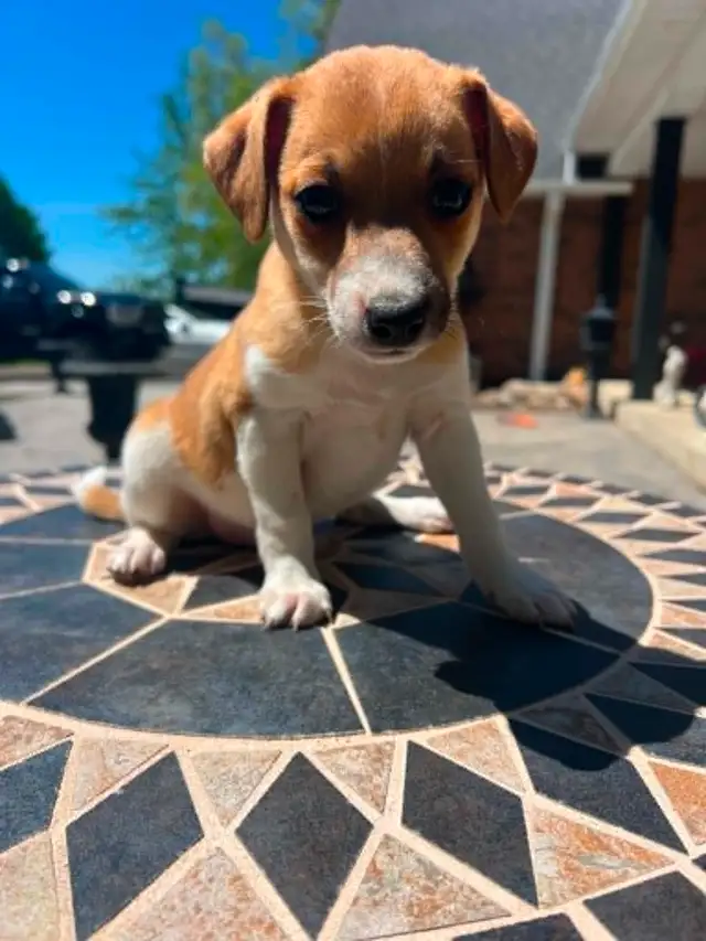 Shorty Jack Russell puppies - Photo 7