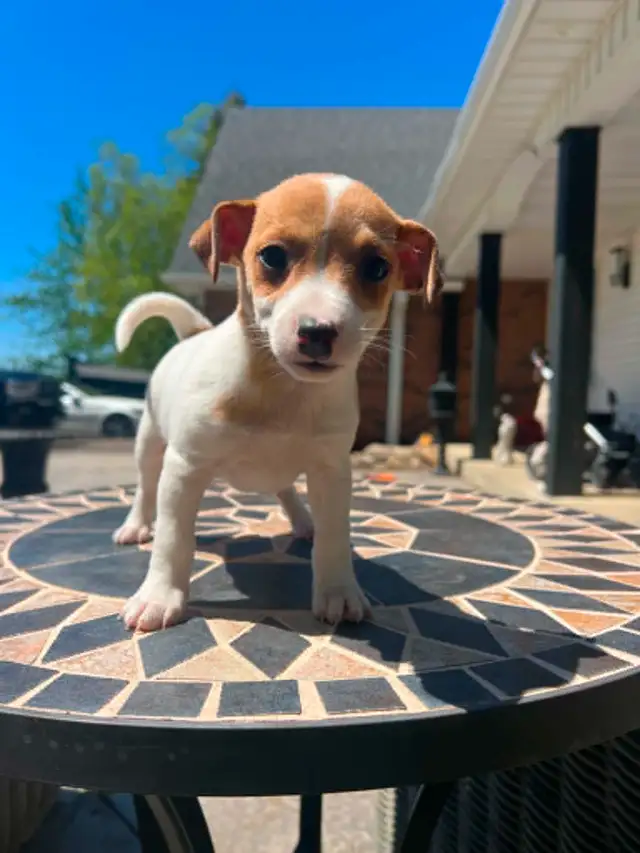 Shorty Jack Russell puppies - Photo 8