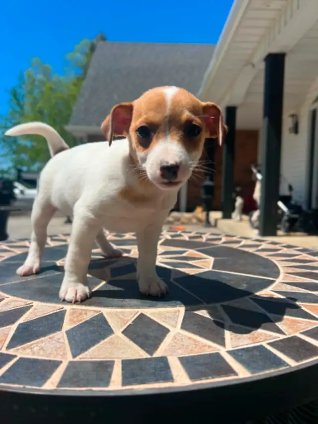 Shorty Jack Russell puppies - Photo 9
