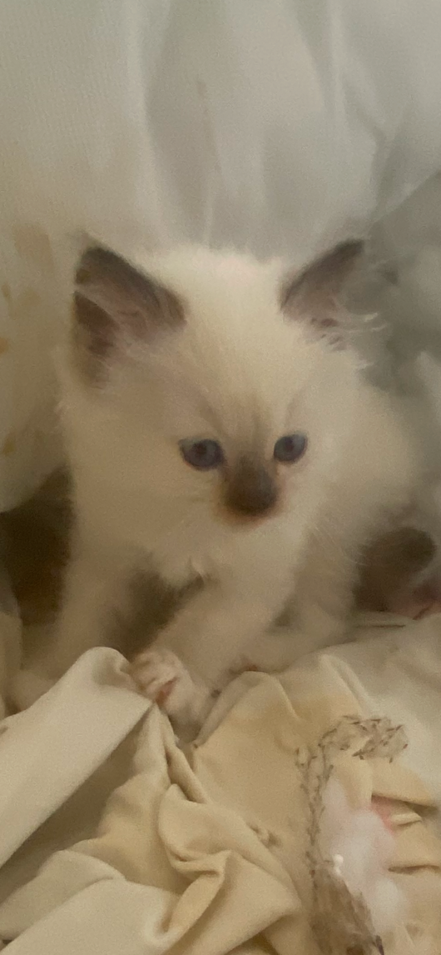 GORGEOUS BABY BICOLOR WHITEMITTED RAGDOLLS!! - Photo 8
