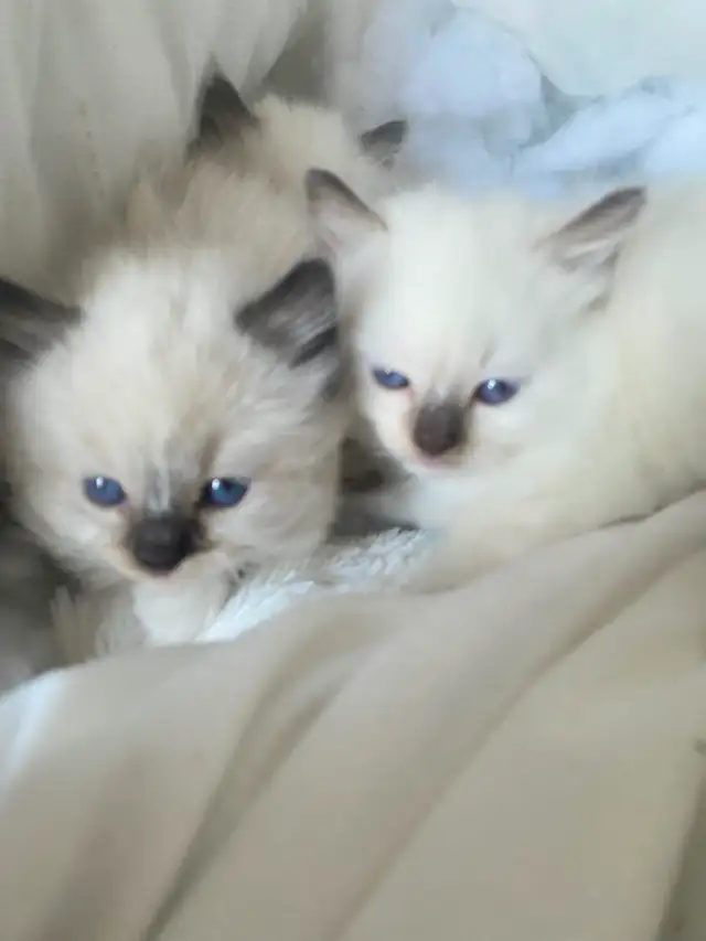 GORGEOUS BABY BICOLOR WHITEMITTED RAGDOLLS!! - Photo 10