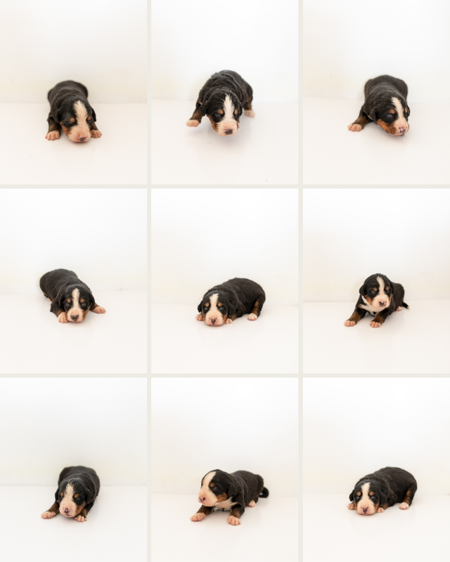 Bernese Mountain Puppies