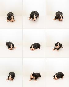 Bernese Mountain Puppies