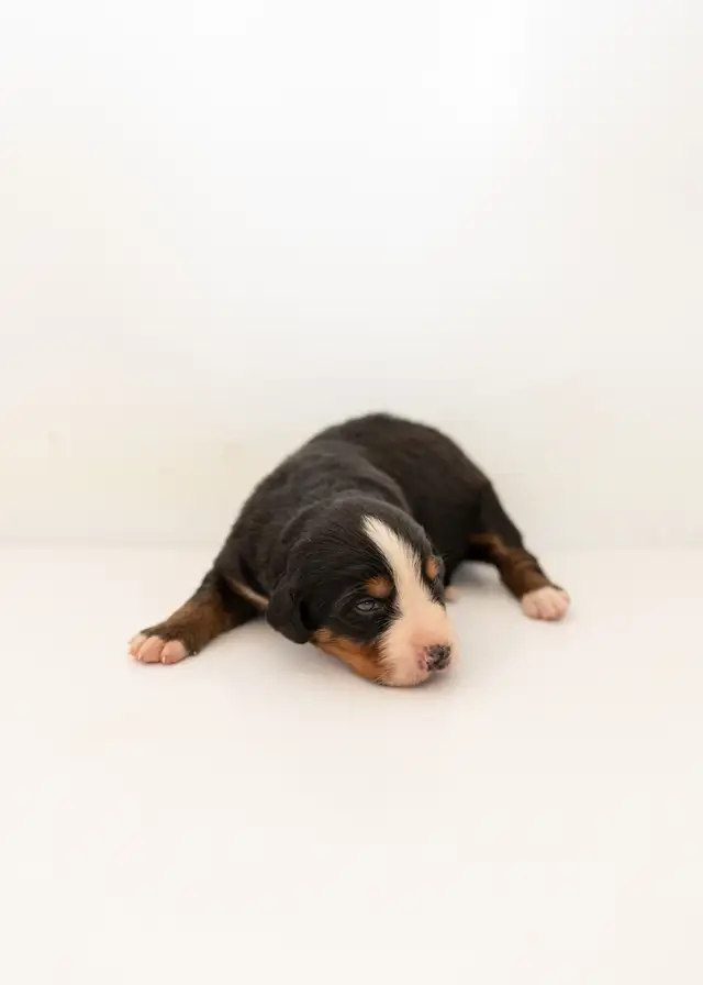 Bernese Mountain Puppies - Photo 2
