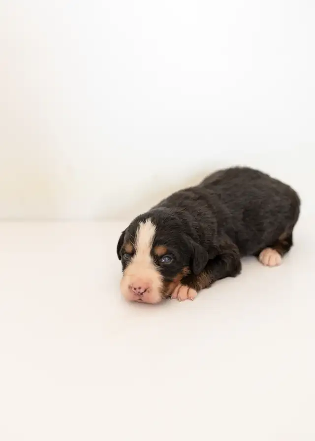 Bernese Mountain Puppies - Photo 3