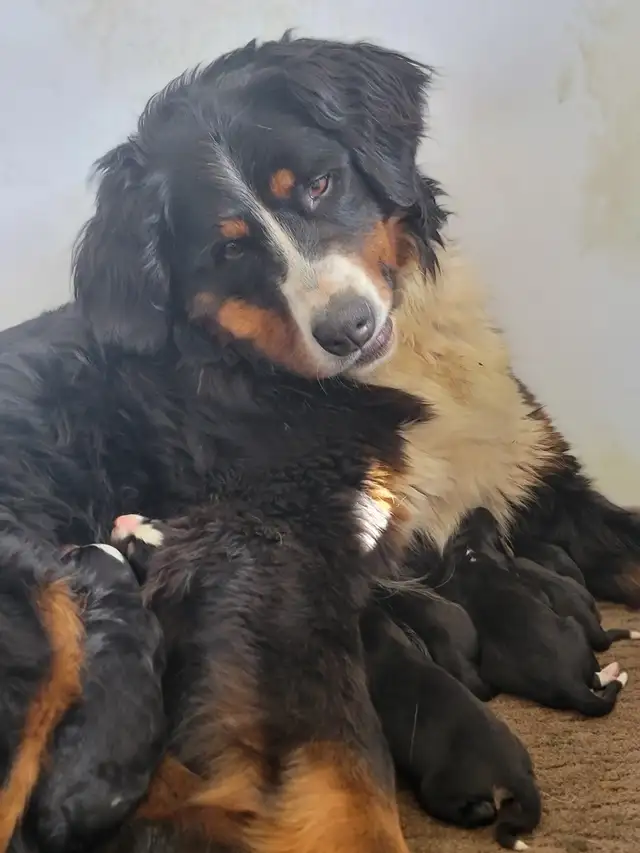 Bernese Mountain Puppies - Photo 4