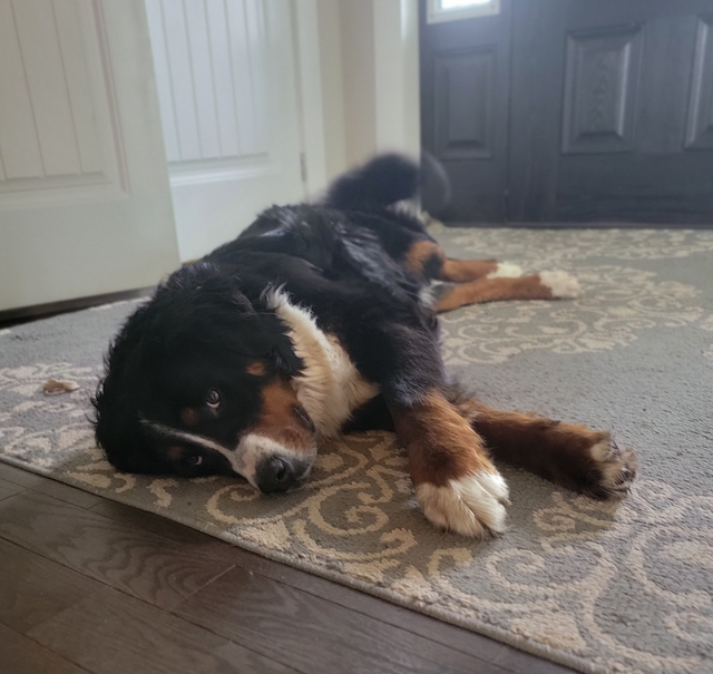 Bernese Mountain Puppies - Photo 5
