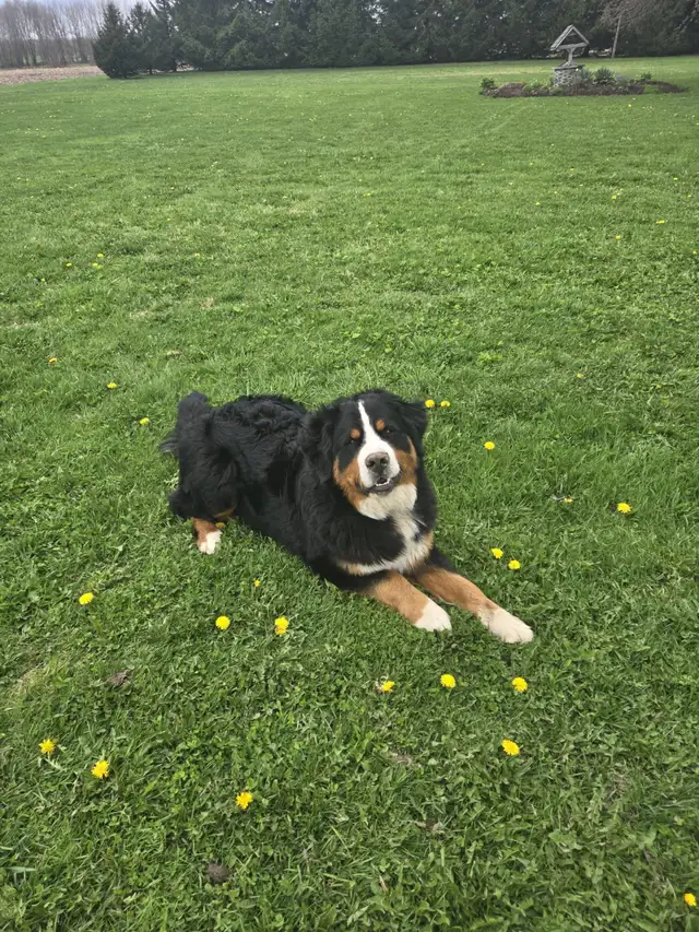 Bernese Mountain Puppies - Photo 6