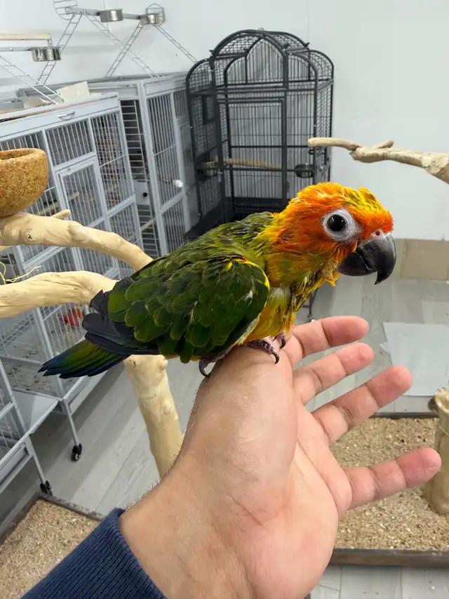 Baby Handfed Sun Conure