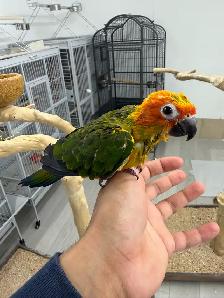 Baby Handfed Sun Conure