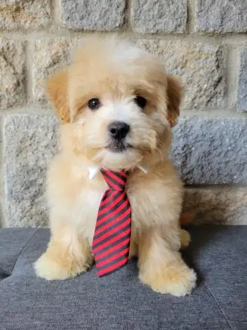 MALTIPOO WEEKEND SPECIAL