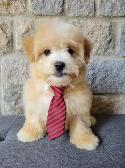 MALTIPOO WEEKEND SPECIAL