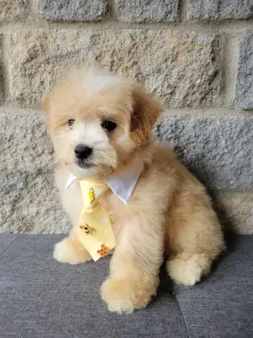 MALTIPOO WEEKEND SPECIAL - Photo 2