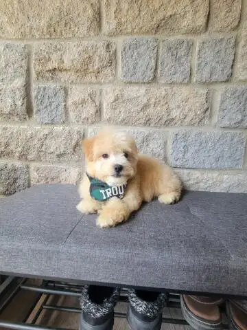 MALTIPOO WEEKEND SPECIAL - Photo 3