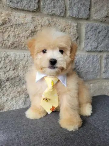 MALTIPOO WEEKEND SPECIAL - Photo 4