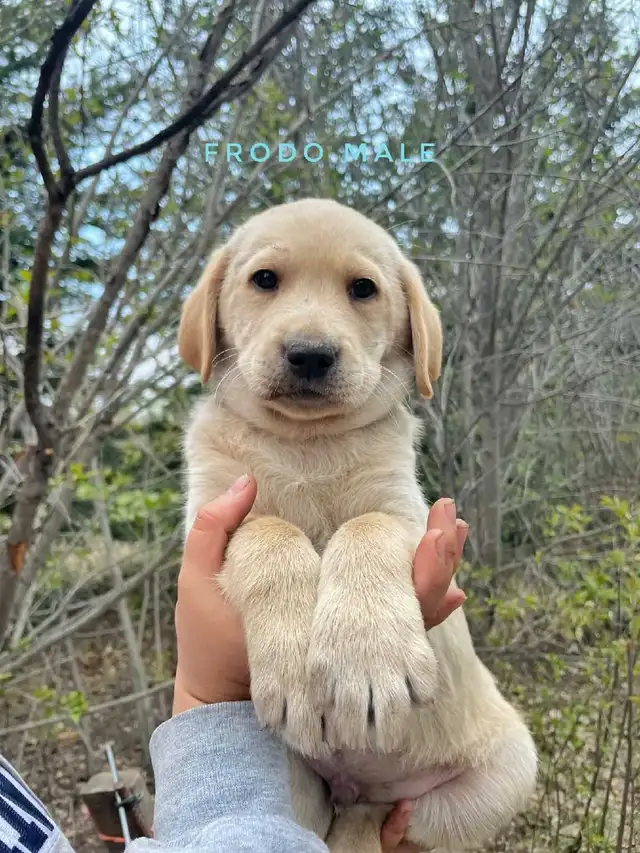 Labrador Retriever