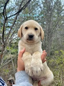 Labrador Retriever