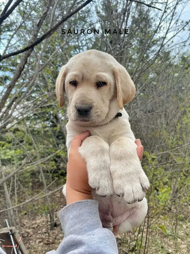 Labrador Retriever - Photo 2