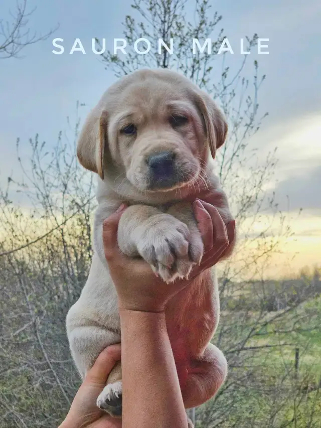 Labrador Retriever - Photo 3