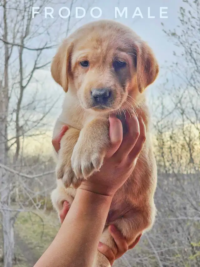 Labrador Retriever - Photo 4