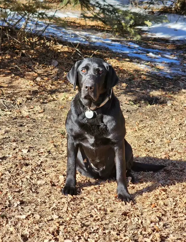 Labrador Retriever - Photo 5