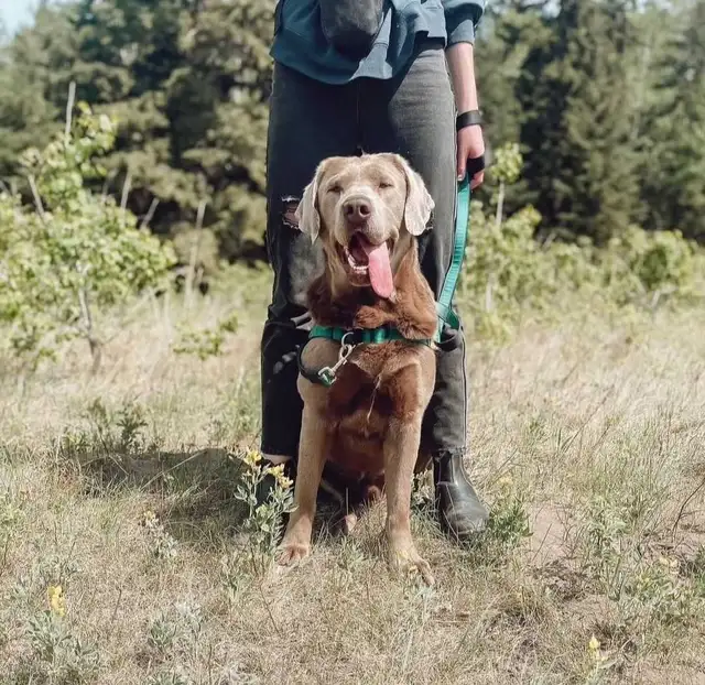 Labrador Retriever - Photo 6