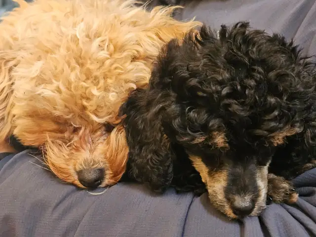 CKC Toy Poodle and CKC Miniature Poodle
