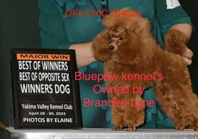 CKC Toy Poodle and CKC Miniature Poodle - Photo 2