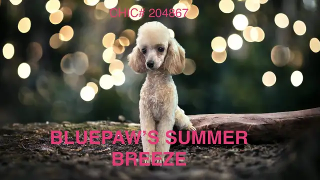 CKC Toy Poodle and CKC Miniature Poodle - Photo 3