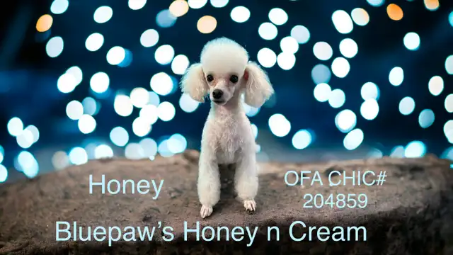 CKC Toy Poodle and CKC Miniature Poodle - Photo 4