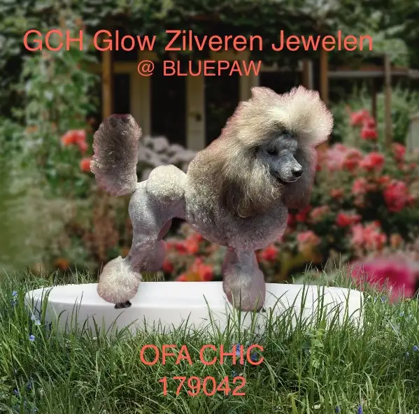 CKC Toy Poodle and CKC Miniature Poodle - Photo 5