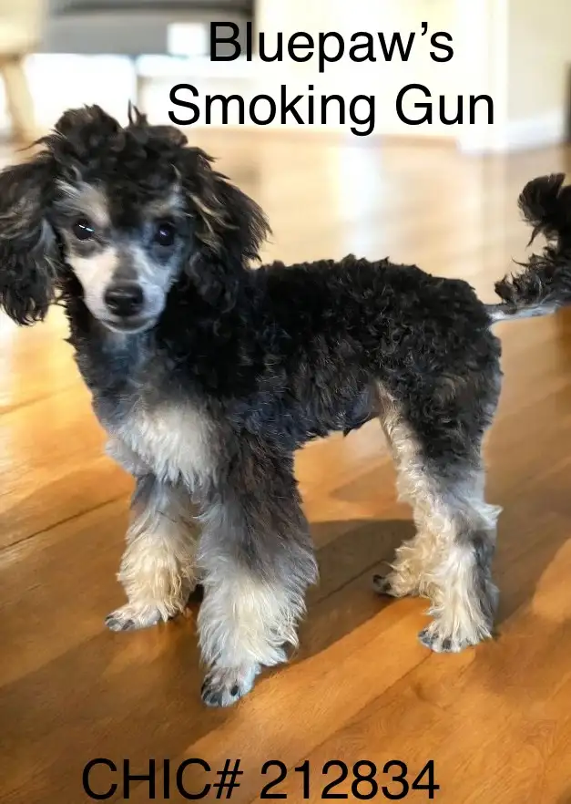 CKC Toy Poodle and CKC Miniature Poodle - Photo 6
