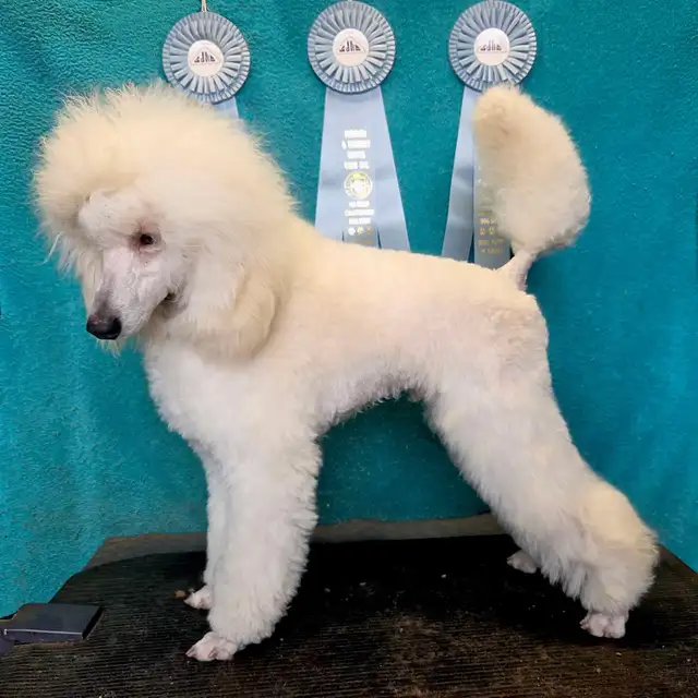 CKC Toy Poodle and CKC Miniature Poodle - Photo 7