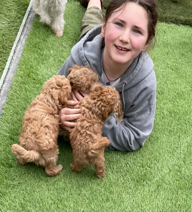 CKC Toy Poodle and CKC Miniature Poodle - Photo 8