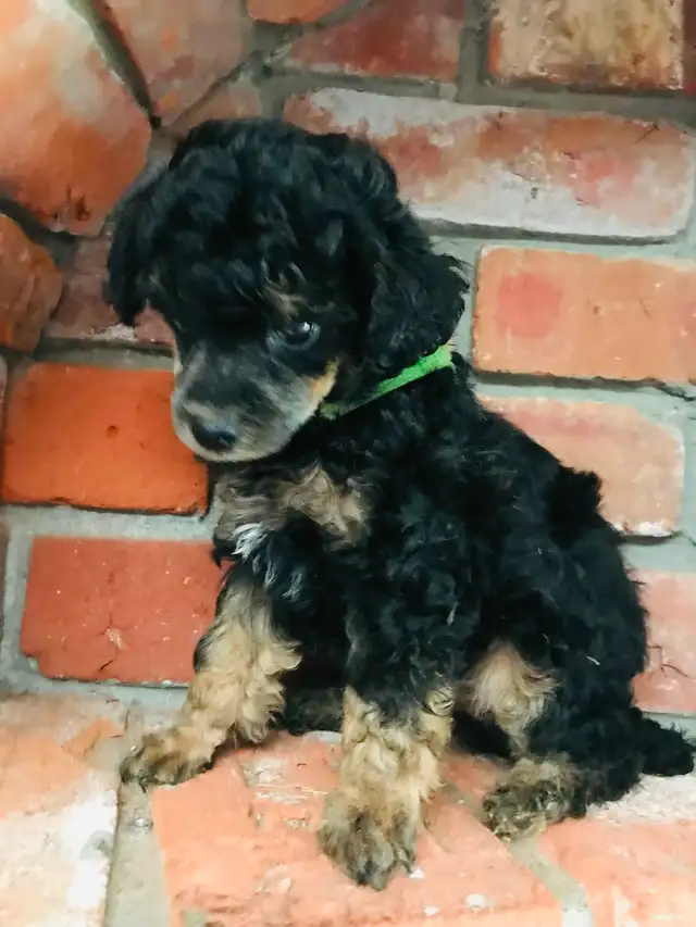 CKC Toy Poodle and CKC Miniature Poodle - Photo 9