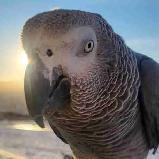 Bird sitting