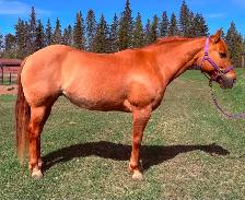 Dunn Reg IQPA mare