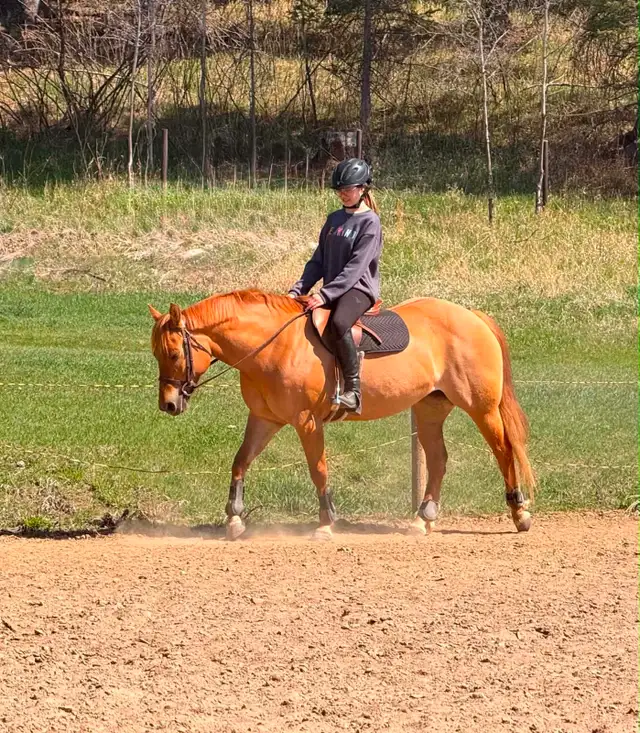 Dunn Reg IQPA mare - Photo 2